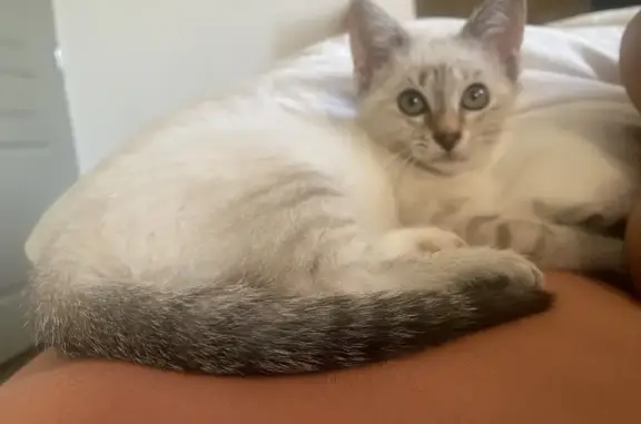 Chaton blanc crème perdu à Saint-Étienne - photo