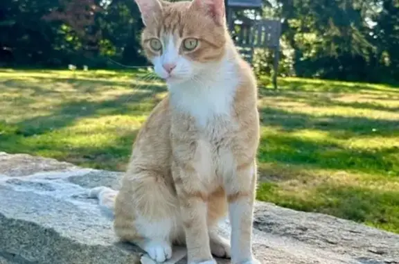 Animaux perdus Gouesnach, photo: Chat roux perdu à Gouesnach : Loki recherché