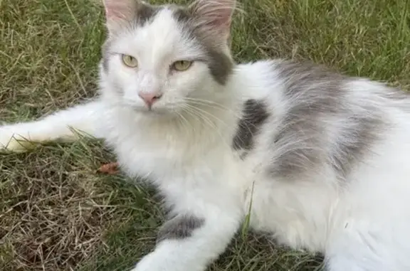 Animaux trouvés Montcresson, photo: Chat mâle castré trouvé à Montcresson
