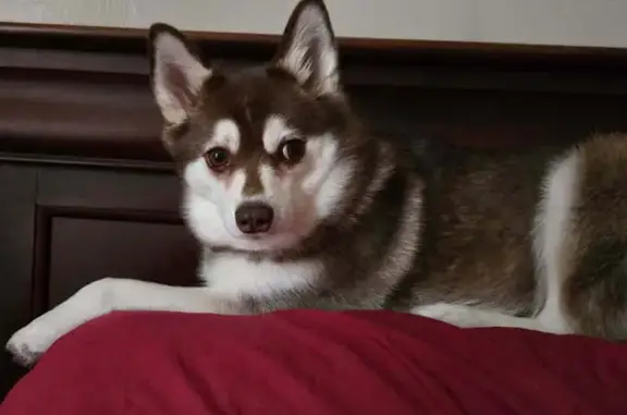 Lost and found pets Chicago, photo: Lost Dog: Maeve, Small Husky Mix in Chicago