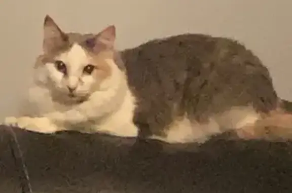 Lost Cat: White/Gray on Pottery Dr, 3346