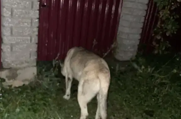 Знайдений дружній пес у Копачі...