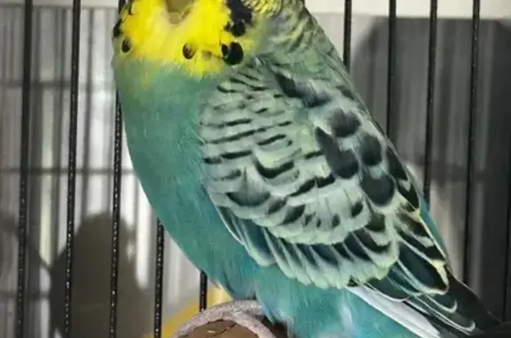 Excited Bird Lost on Pillapai...