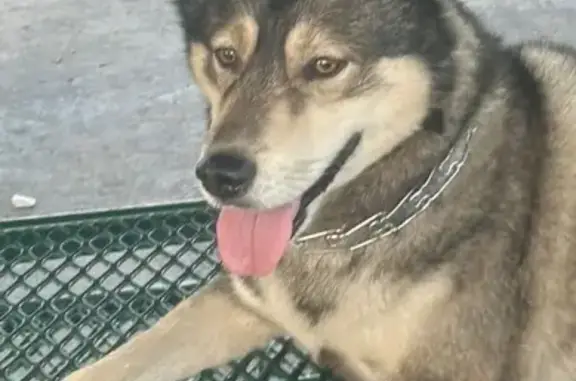 Lost pets New York, photo: Help Find Brownie: Lost in Albany, NY