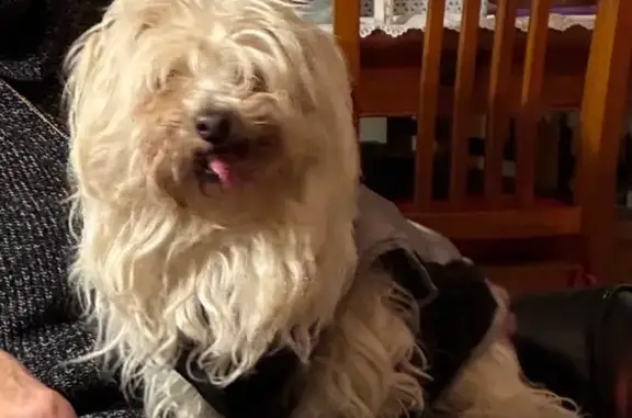 Lost Maltese Shitzu on Barrier...