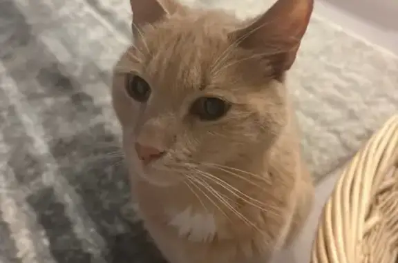 Lost Tan Cat with Unique Nose Marking