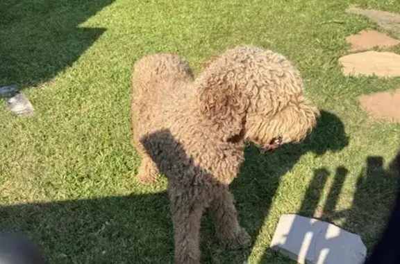 Found dog Hewitt, photo: Found: Large Light Brown Doodle in Hewitt
