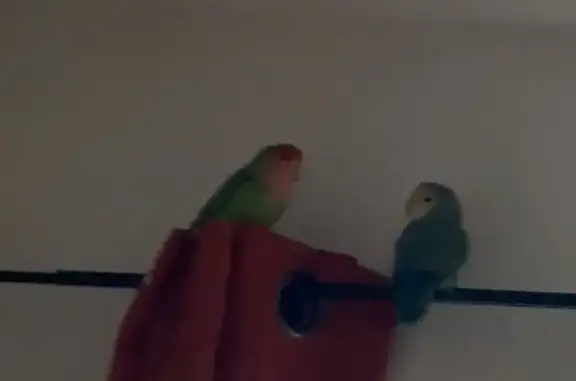Lost pets , photo: Lost Lovebirds on East 26th Street