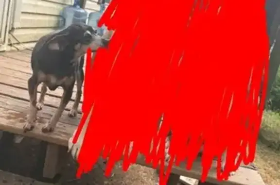 Lost and found pets Bessemer, photo: Lost Miniature Pinscher: Help Needed!