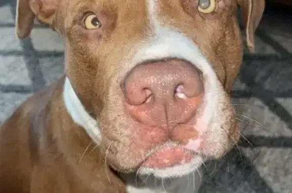 Lost Dog: Brown with White Stripe