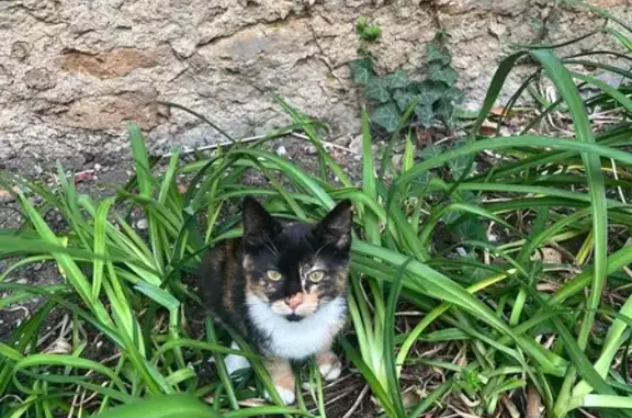 Chat trouvé à Livry-Gargan, IDF - photo