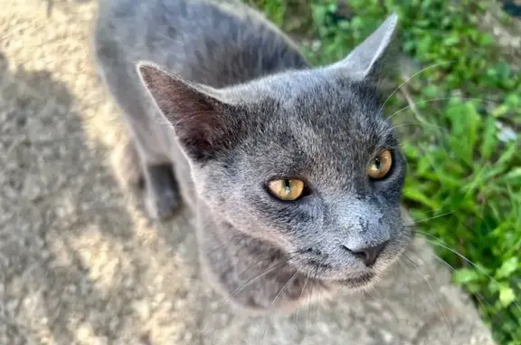 Found cat Cleveland, photo: Found: Gray Cat with Yellow Eyes, E183rd