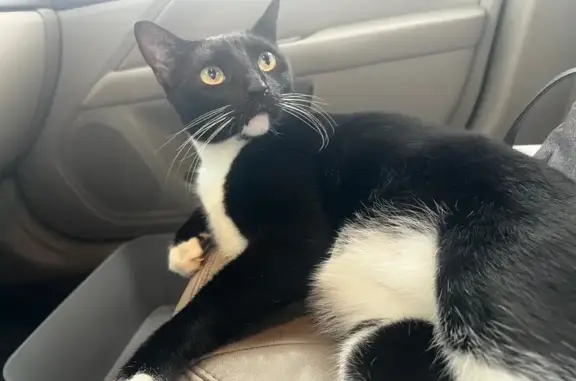 Lost Cats: Eli, Simba & Lulu in San Antonio