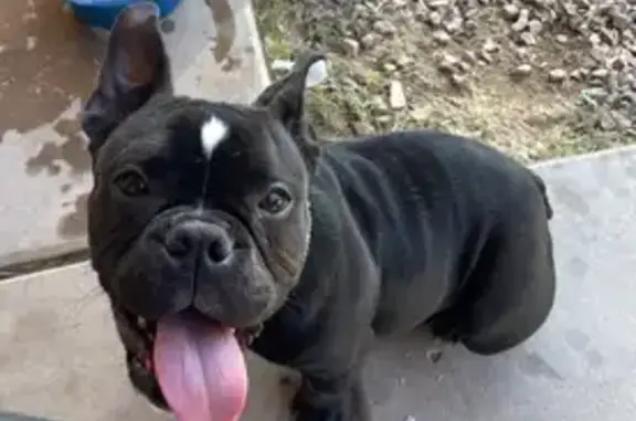 Lost Dog: Black & White, Short & Bulky