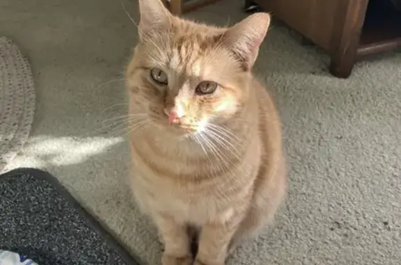Lost pets Chicago, photo: Lost Shy Ginger Cat in Chicago Woods
