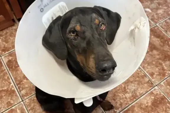 Lost Dog Ava: Black & Brown, Pink Bandana