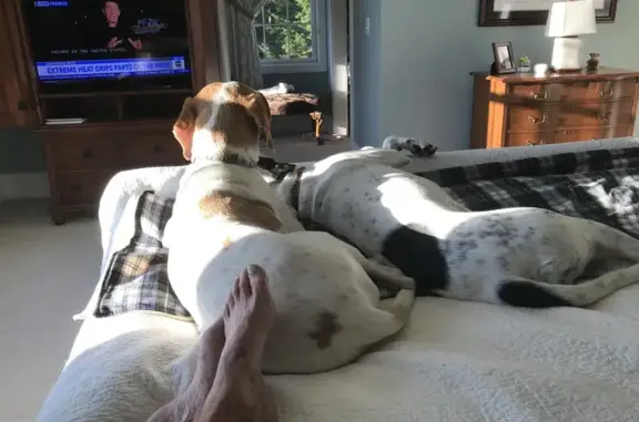 Lost German Shorthaired Pointers: Winhall