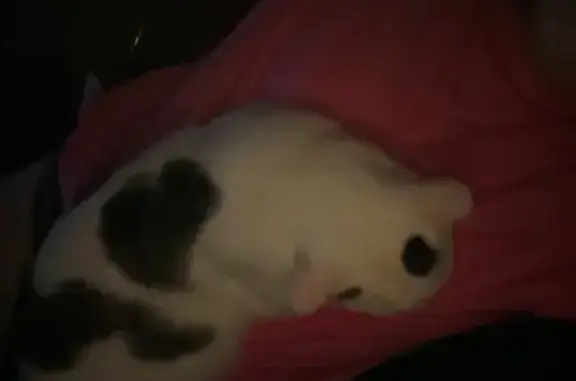 Lost Cat: White/Gray Mix, El Dorado