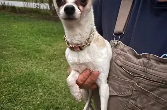 Found dog , photo: Found: Female Chihuahua on Donnybrook Rd