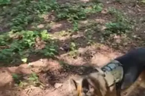 Lost German Shepherd: Green Vest - Ardwick