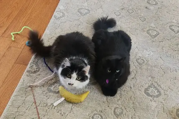 Lost: Friendly Black & White Cat, Towson
