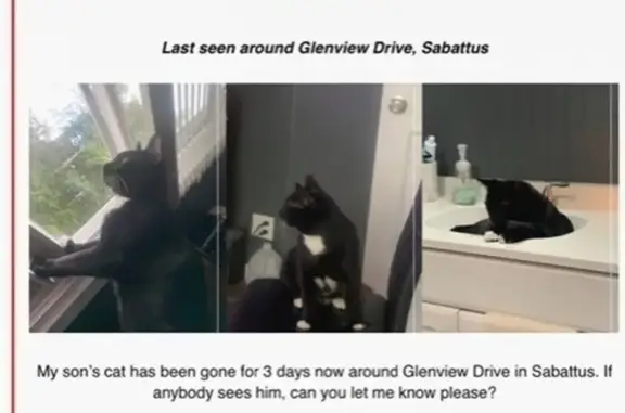 Lost Black Cat on Beech St, Lewiston
