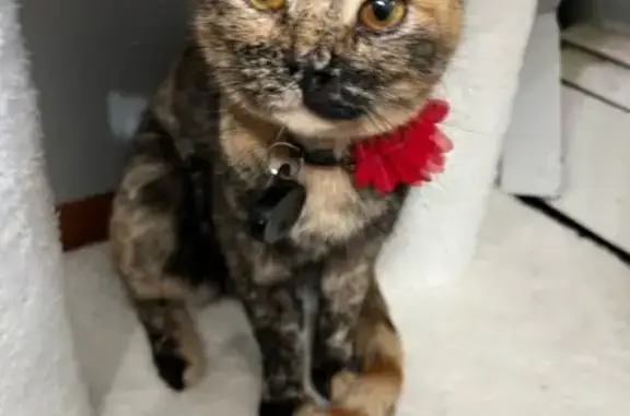 Missing cat Canton, photo: Lost Tortishell Cat: Louise Dr NW, Canton