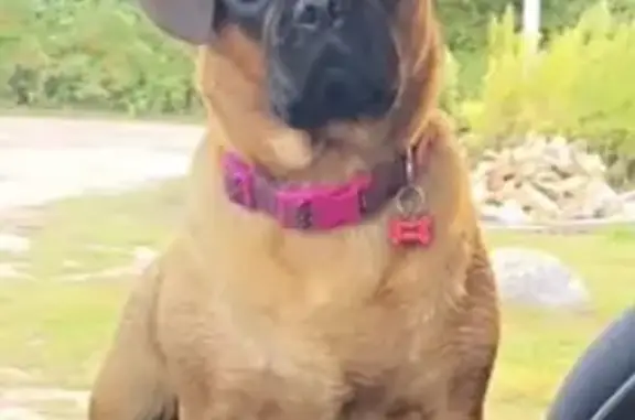 Lost Puggle: Tan & Black, N. Kingstown