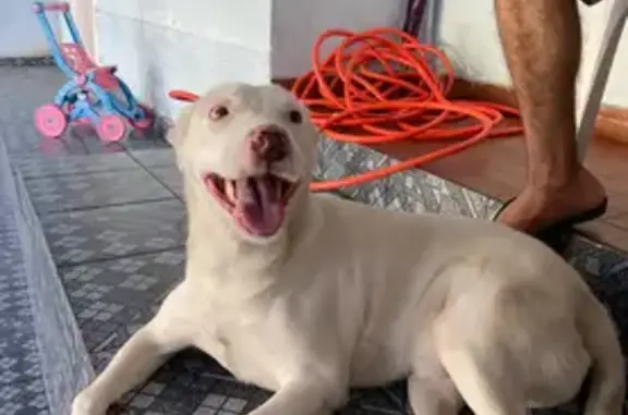 cachorro desaparecida
