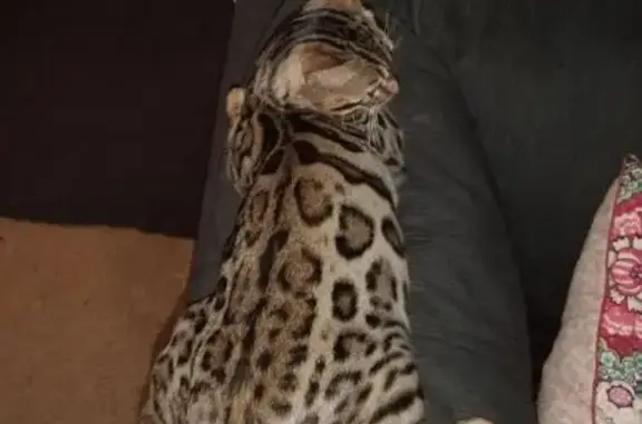 Friendly Farm Cat Fergus Missing - Reward!