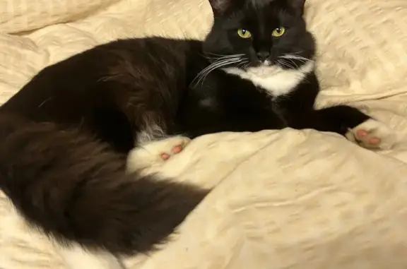 Lost pets Sorell, photo: Lost Black & White Cat in Sorell Area