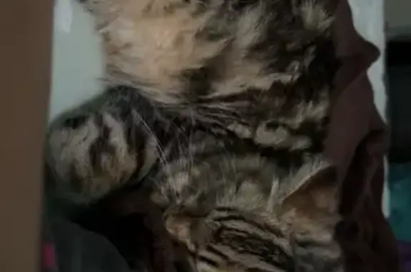 Lost Maine Coon: Beloved Support Kitty