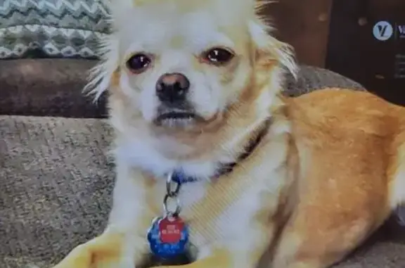 Missing dog DeFuniak Springs, photo: Lost Tan Dog with Blue Collar in DeFuniak