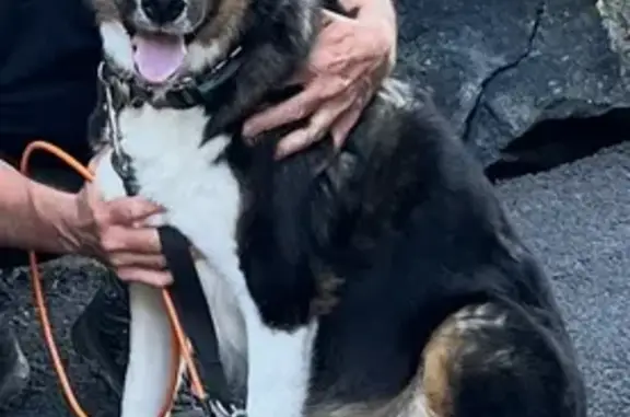 Lost and found pets Eugene, photo: Lost Husky/Shepherd Mix in Eugene, OR