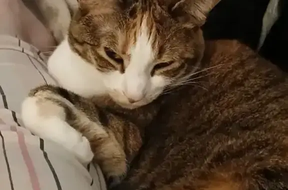 Lost Skittish Cat on Pilson Road 2031