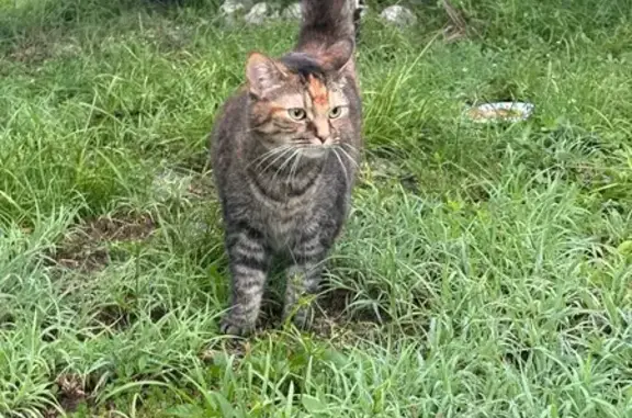 Found cat Cape Coral, photo: Friendly Cat Found on Tropicana Pkwy