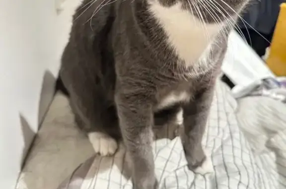 Lost Cat: Help Find Our Furry Friend!