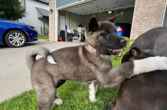 Missing Fluffy Dog Near Enid Court, Denver