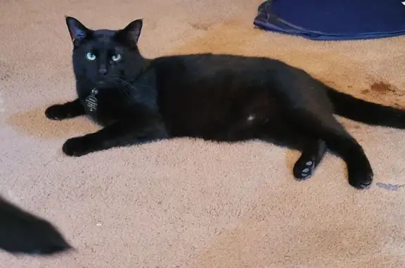 Lost Cat Batman: Black with Green Eyes