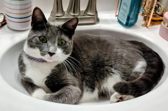 Lost pets Auburn, photo: Lost Petite Gray Cat - Auburn, Sara St.
