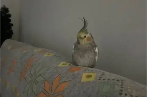 Lost pets Mount Prospect, photo: Lost Cockatiel: Pearl with Purple Band