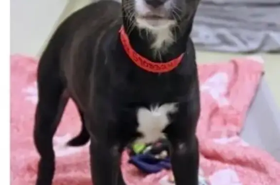 Lost Dog: Playful Daisy Needs Help!