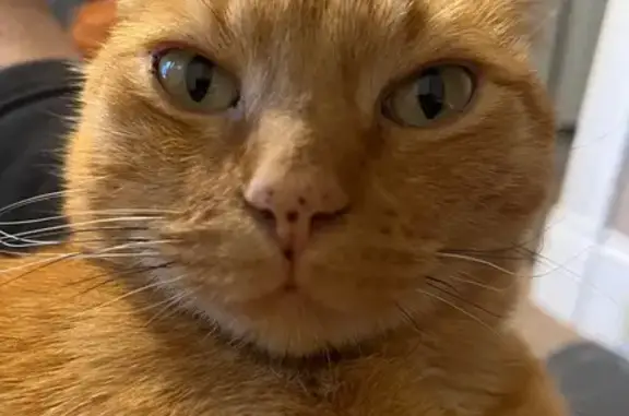 Lost Orange Tabby on Columbia Ave