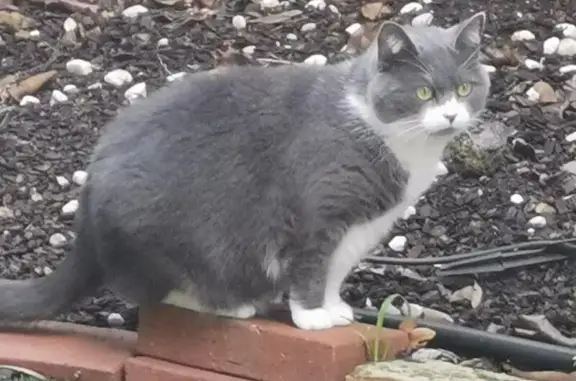 Indoor Cat Lost Near Grieve St, Boroondara