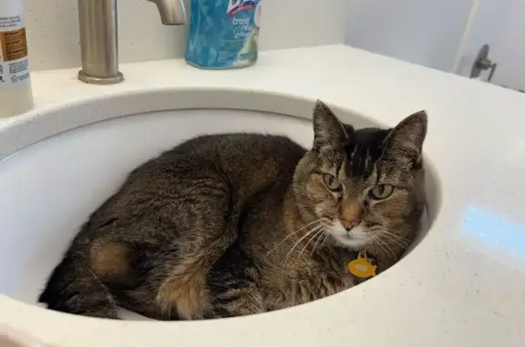 Lost and found pets Lehi, photo: Help Find Gus: Lost Gray Tabby in Lehi