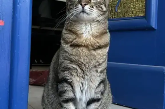 Animaux perdus Saint-Georges-de-Didonne, photo: Chat tigré perdu, yeux verts, St-Georges
