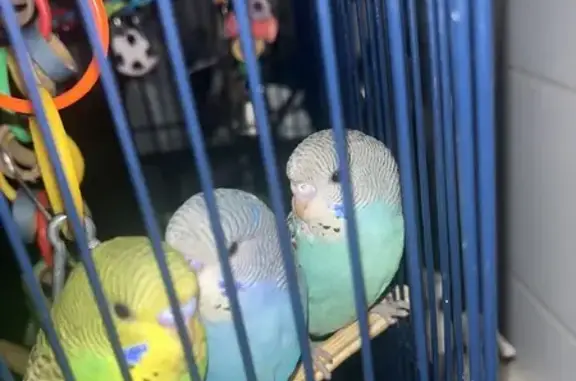 Lost pets , photo: Lost Bird: Sky Blue with Black & White