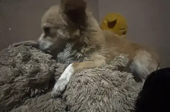 Perro Güerito Perdido en Coacalco