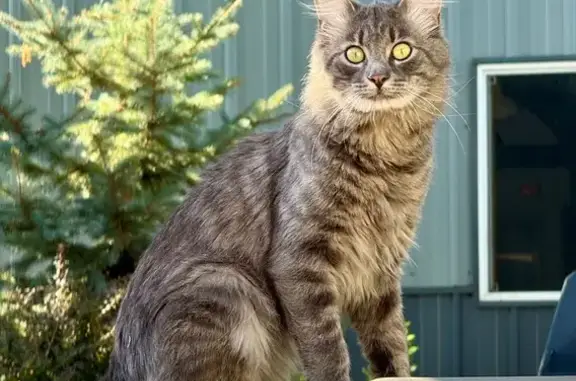 Lost and found pets Post Falls, photo: Found: Stunning Silver Maine Coon in Post Falls