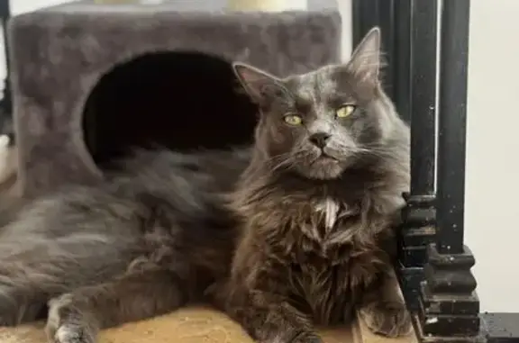 Animaux perdus , photo: Chat perdue Gris, tâches blanches, St-Agnan